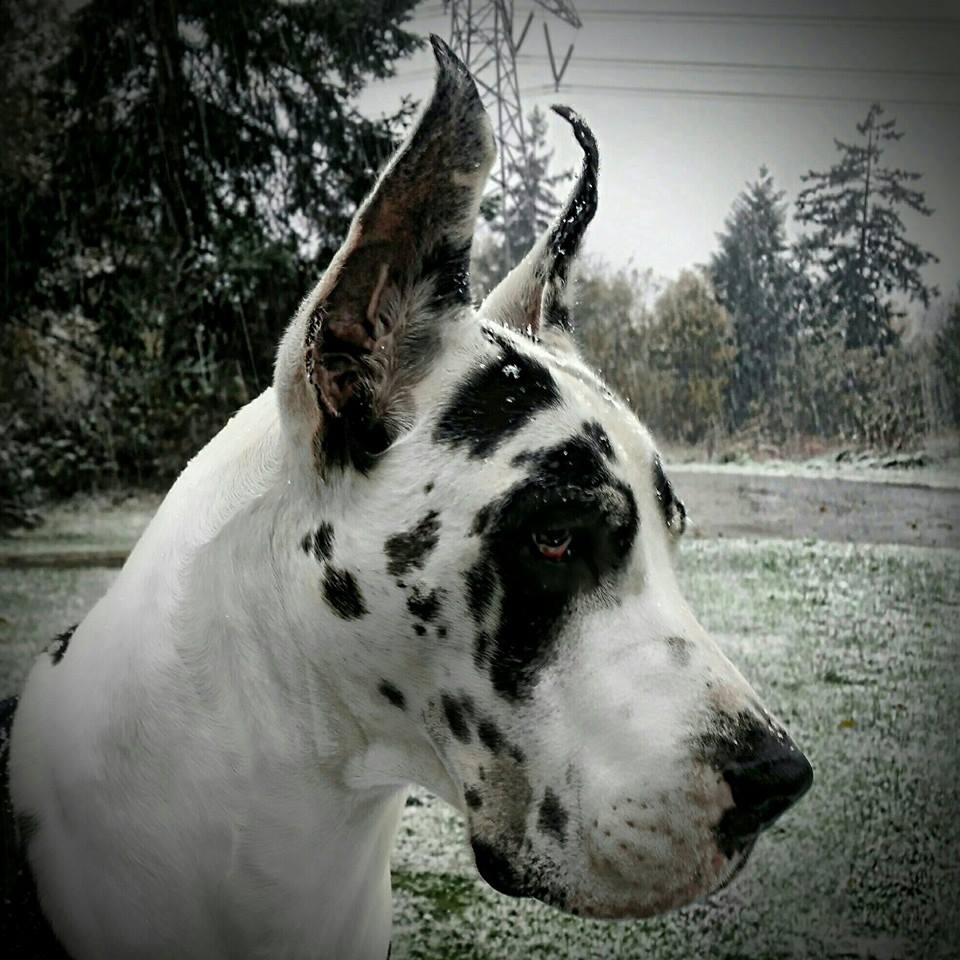 harlequin great dane breeders near me