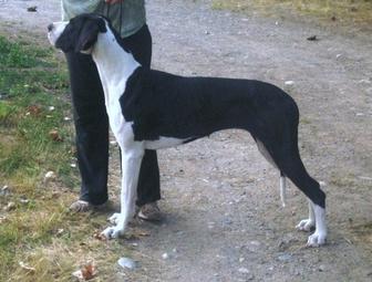Polish great sales dane